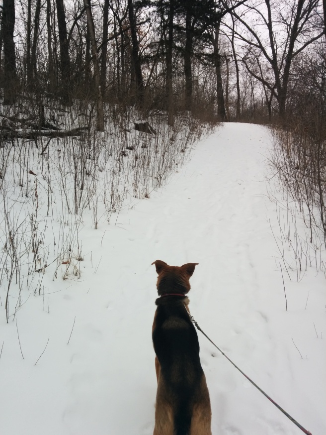 Walking in Afton State Park, MN in the winter
